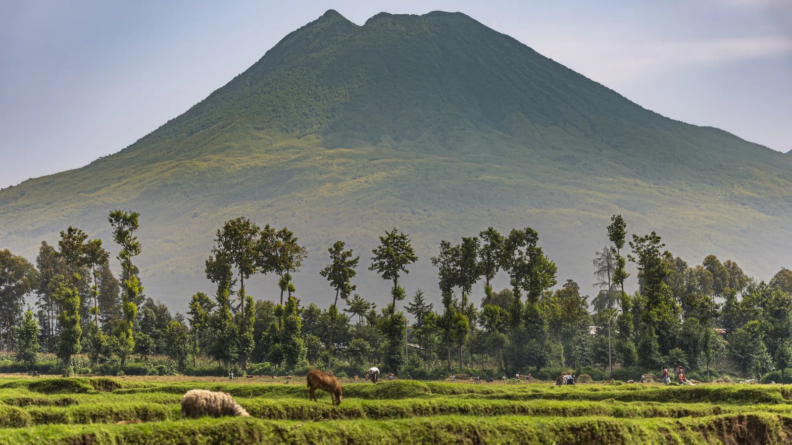 Volcanoes National Park Rwanda Safari