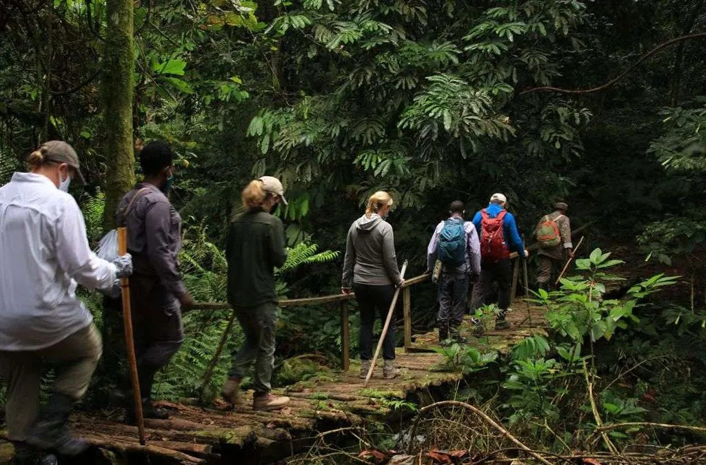 Rwanda walking safari experience