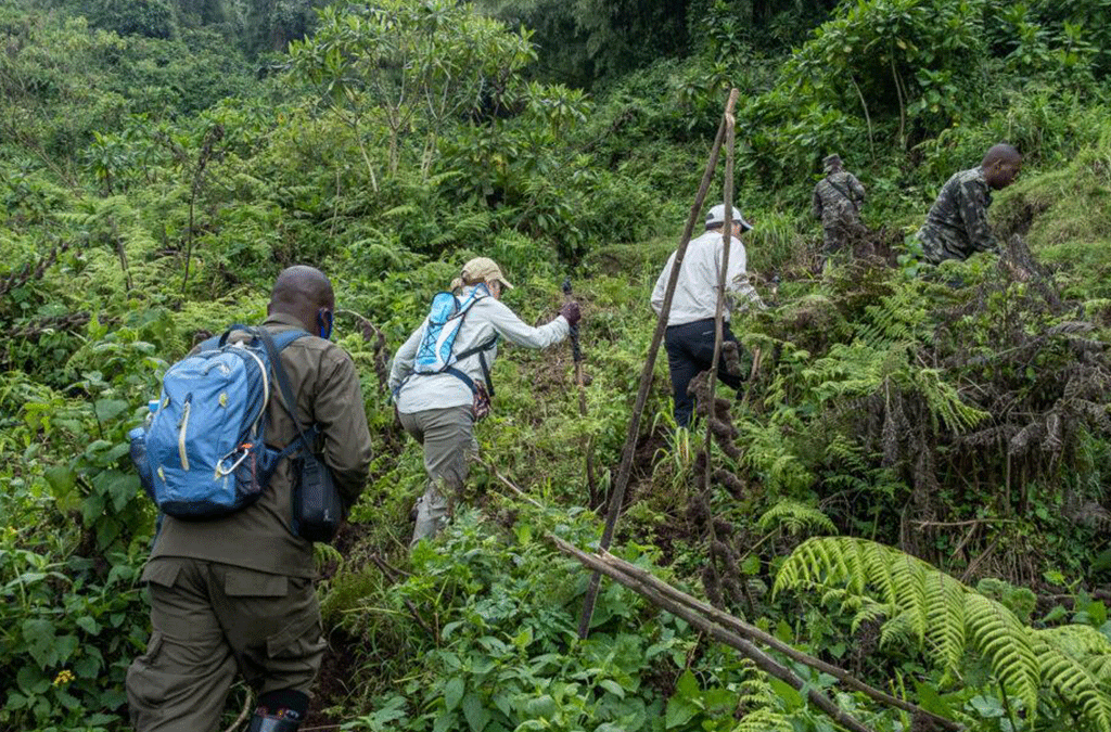 Walking safari in Rwanda