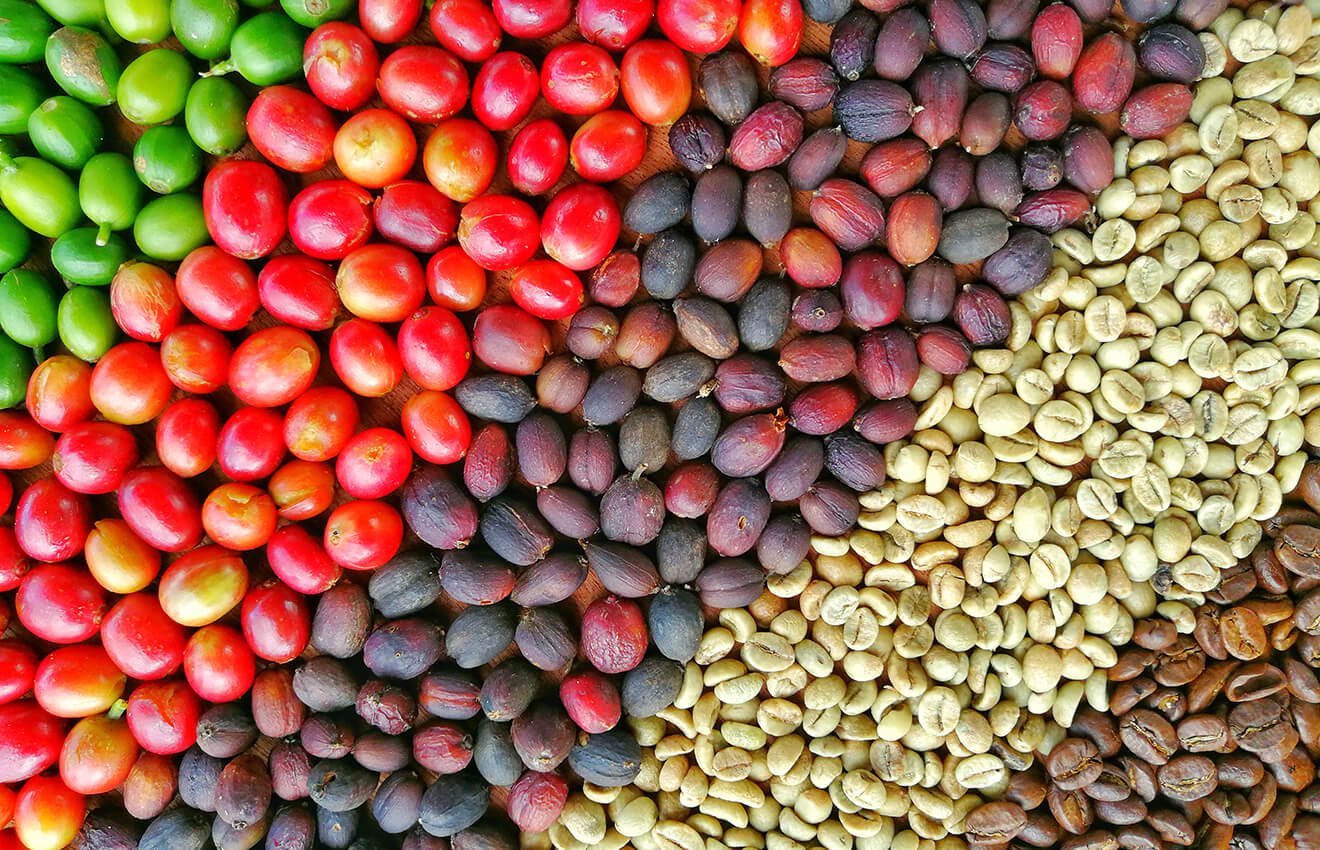 Coffee beans journey from farm to cup