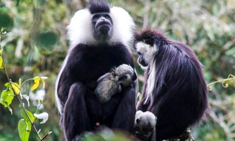 Colobus monkeys in Rwanda