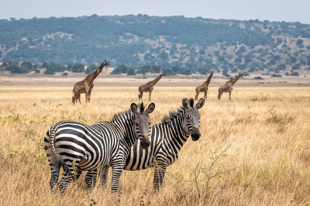 Magashi Camp Wildlife Safari Experience