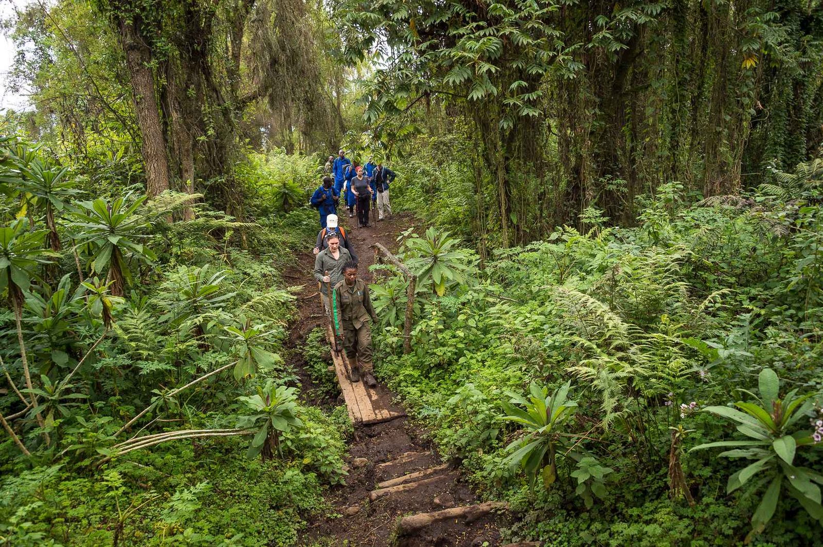Rwanda gorilla adventure experience