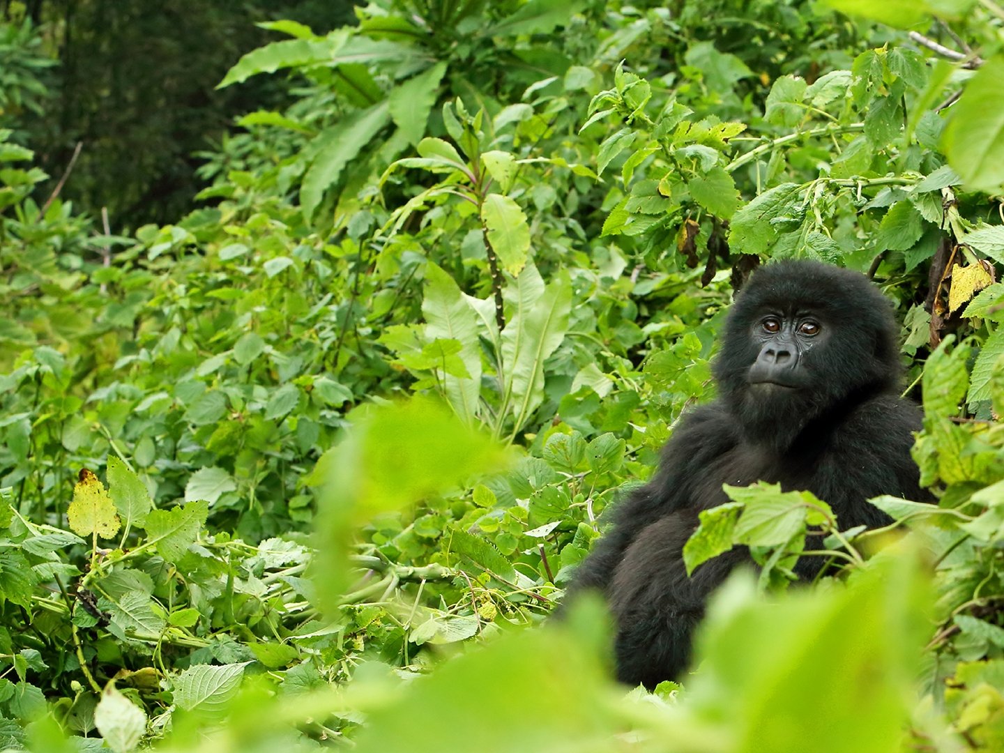 Rwanda Safari and Travel Experience