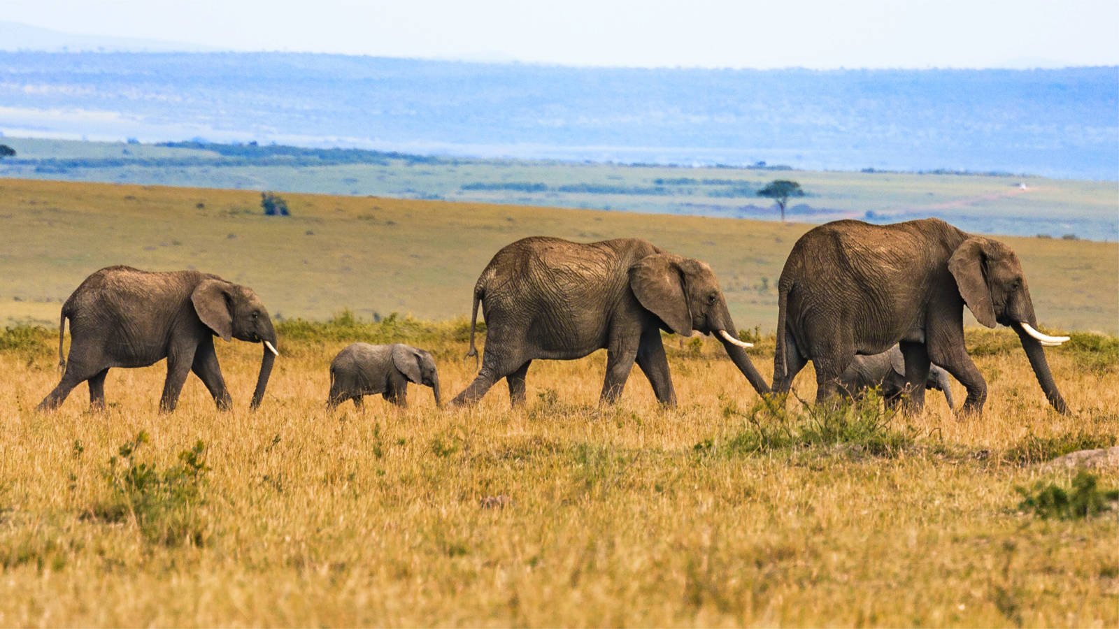 Rwanda safari experience