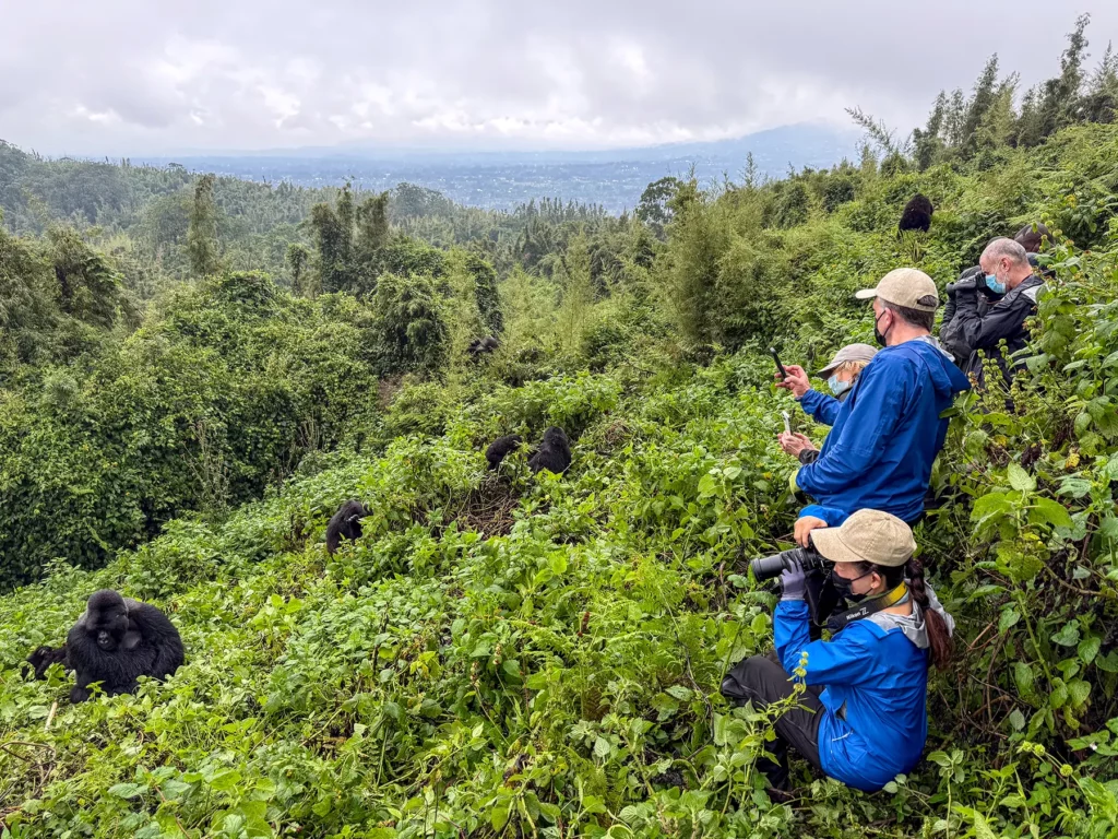 Gorilla encounter in Volcanoes National Park Rwanda
