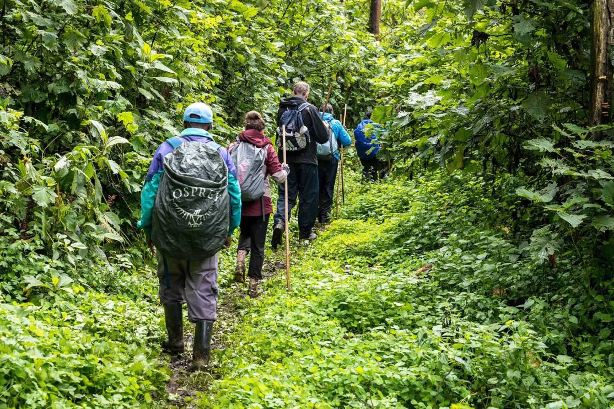 Hiking adventure through forest landscapes
