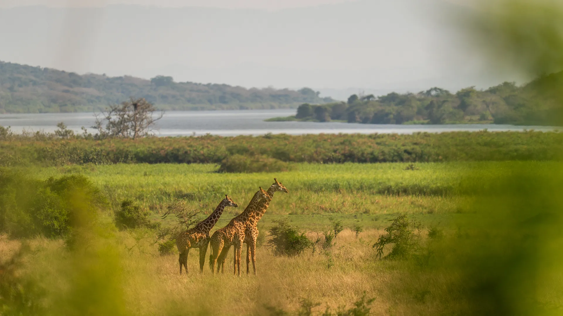 Wildlife at Magashi Peninsula Rwanda