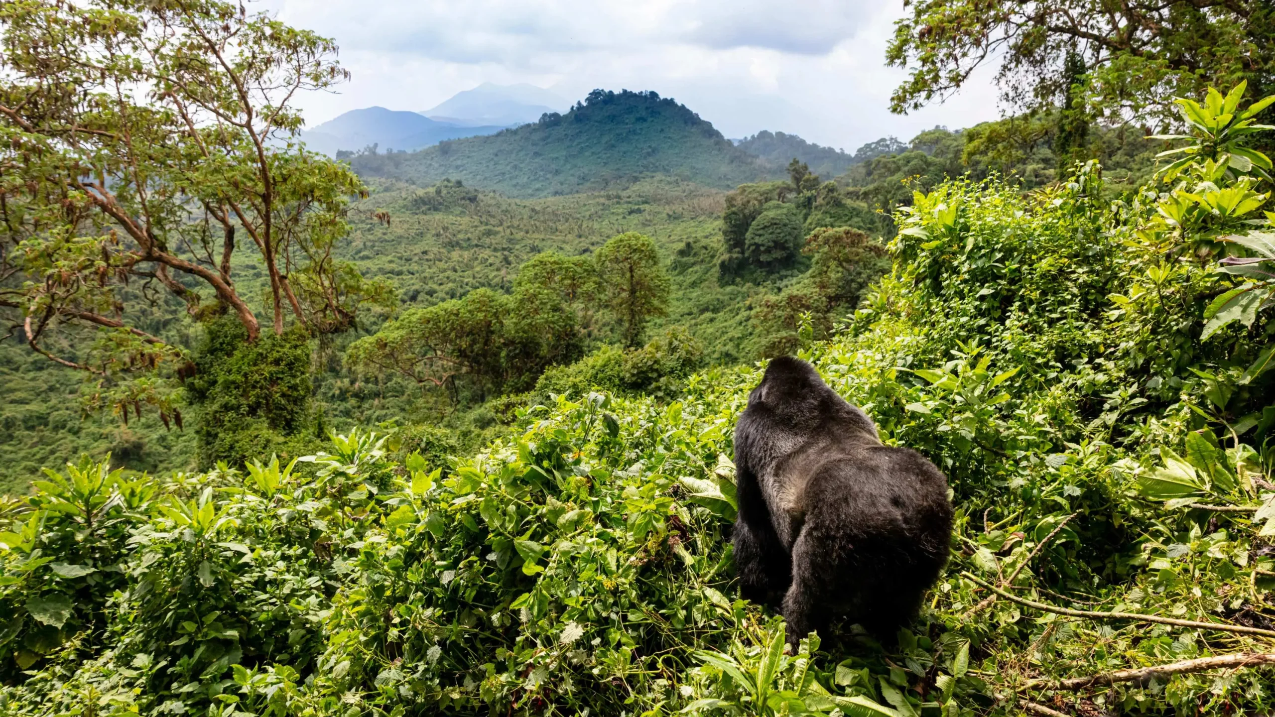 Gorilla trekking experience in Rwanda