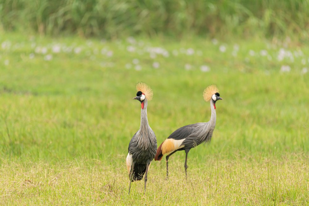 Crowned cranes in Akagera National Park Rwanda