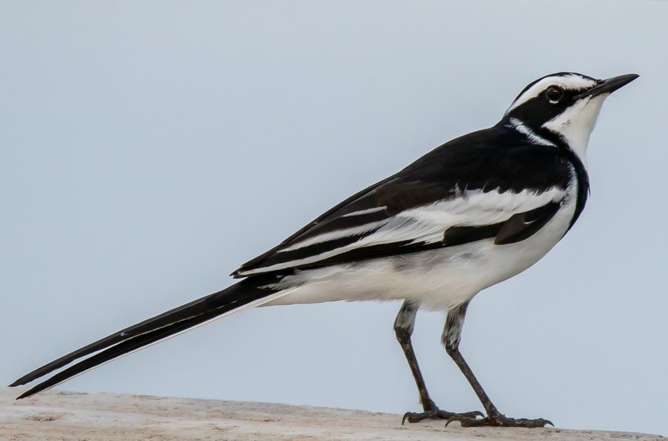 Bird watching safari in Akagera National Park Rwanda