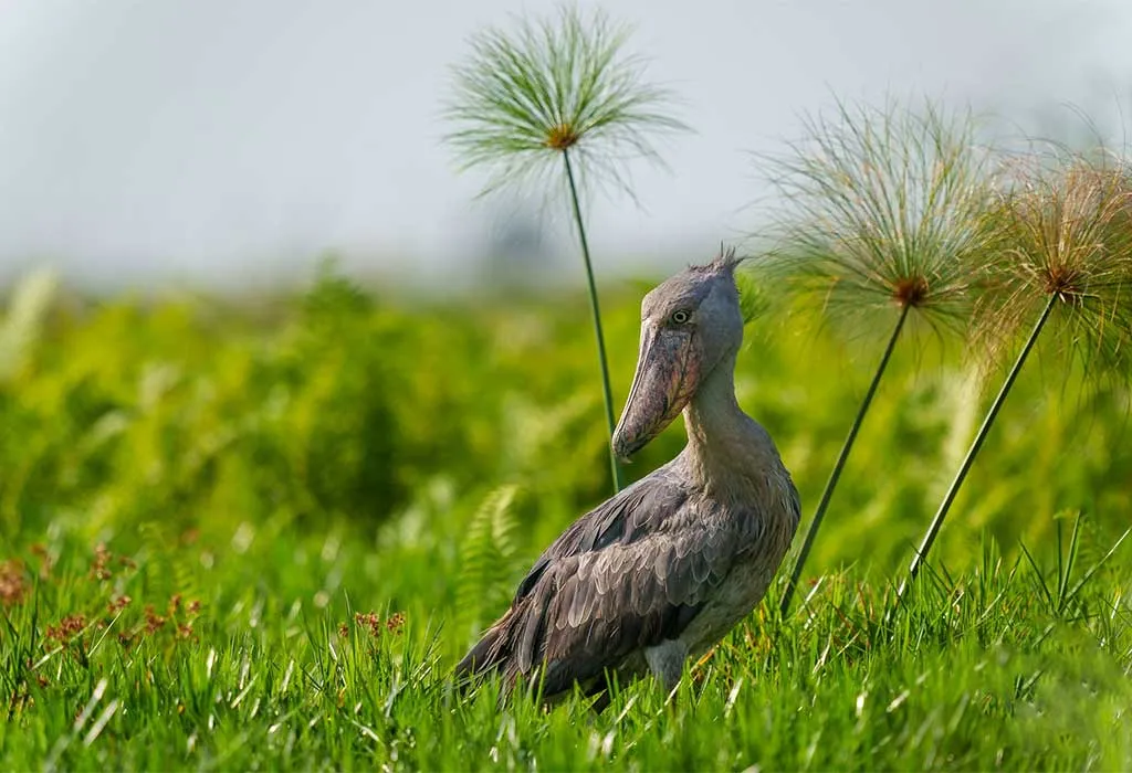 Birding experience in Uganda