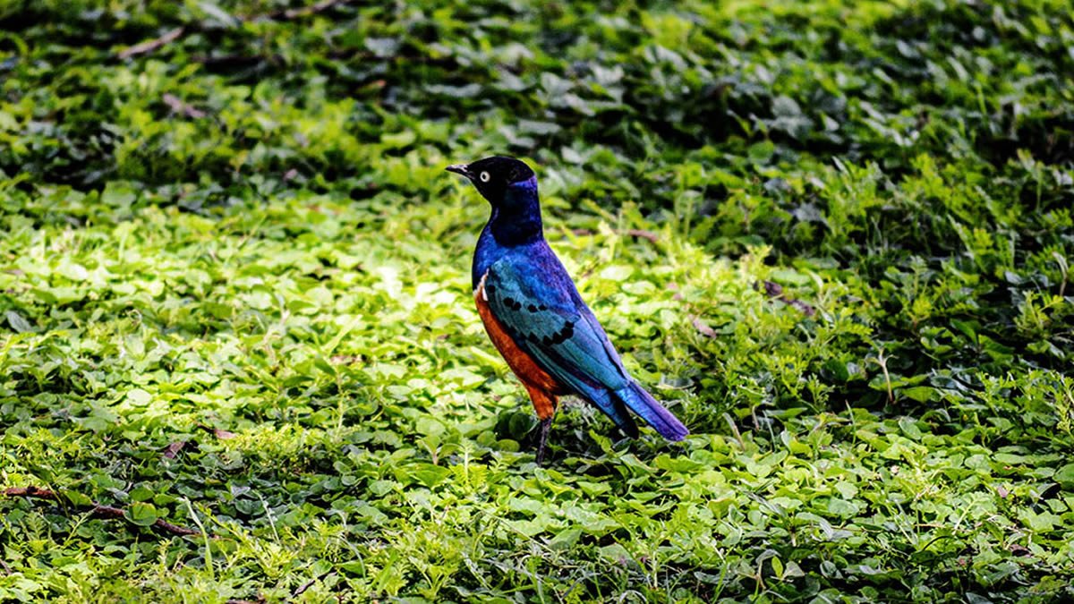 Birding experience in Akagera National Park