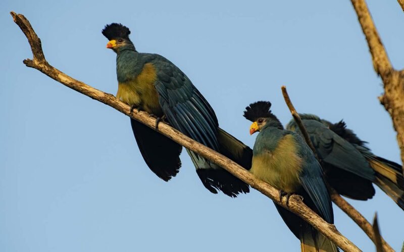 Birding experience in Kibale Forest National Park