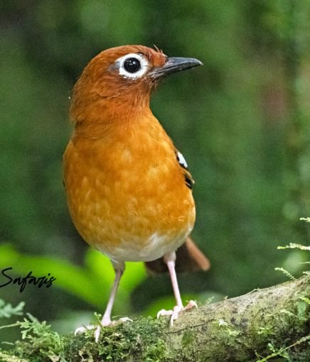 Kivu ground thrush in Rwanda