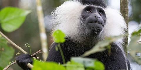Nyungwe National Park Rwanda