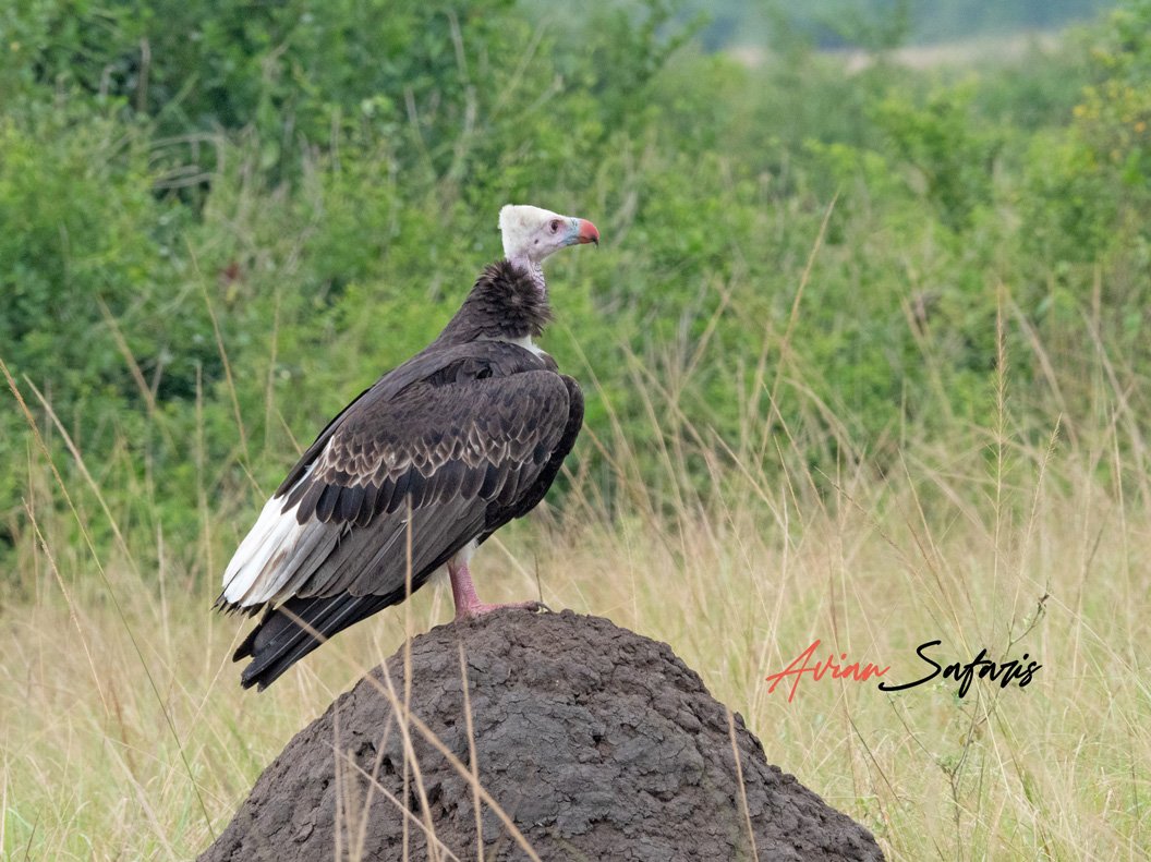 White-headed vulture in Uganda