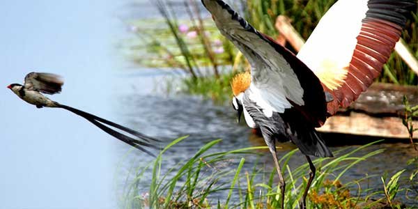 Birding at Akagera National Park Rwanda