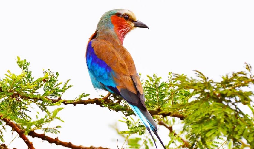 Birding in Rwanda