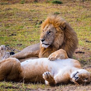 Rwanda safari experience