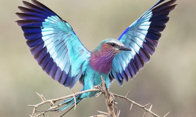 Lilac-breasted roller in Rwanda
