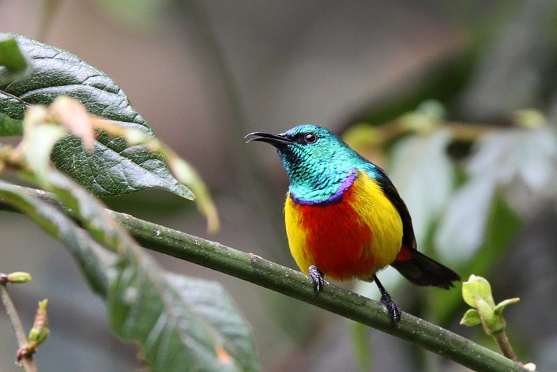 Regal sunbird in Rwanda