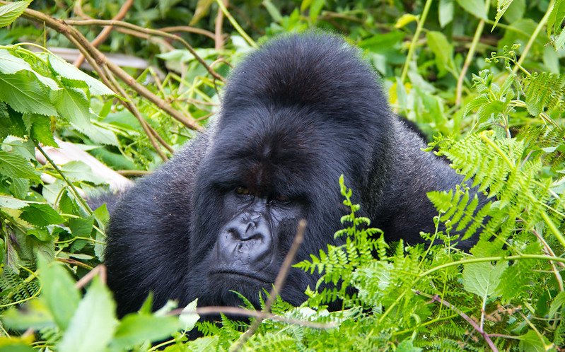 Luxury Gorilla Safari Experience in Uganda and Rwanda