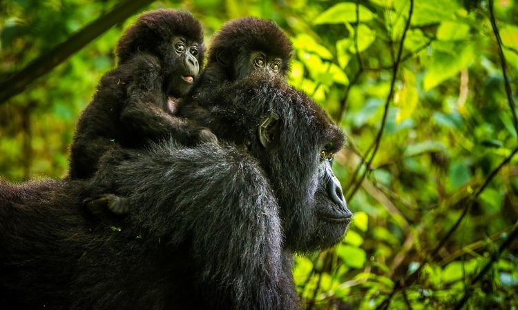 All-Inclusive Luxury Gorilla Safaris in Uganda and Rwanda