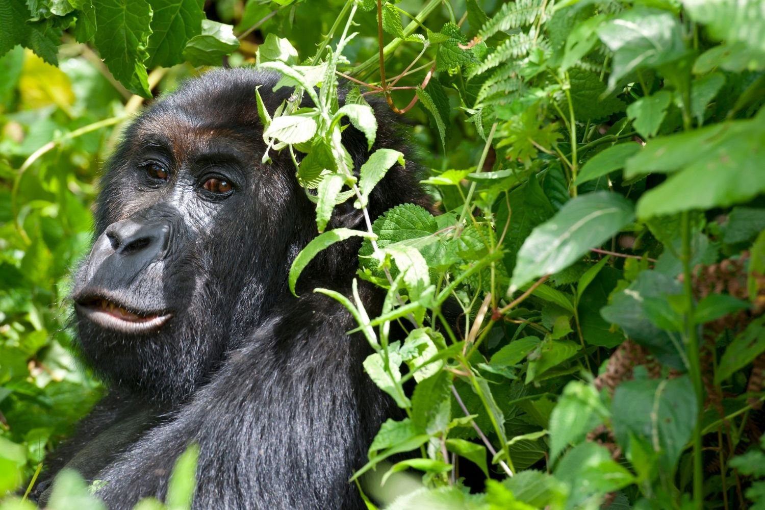 Kahuzi-Biega National Park Gorilla Safari
