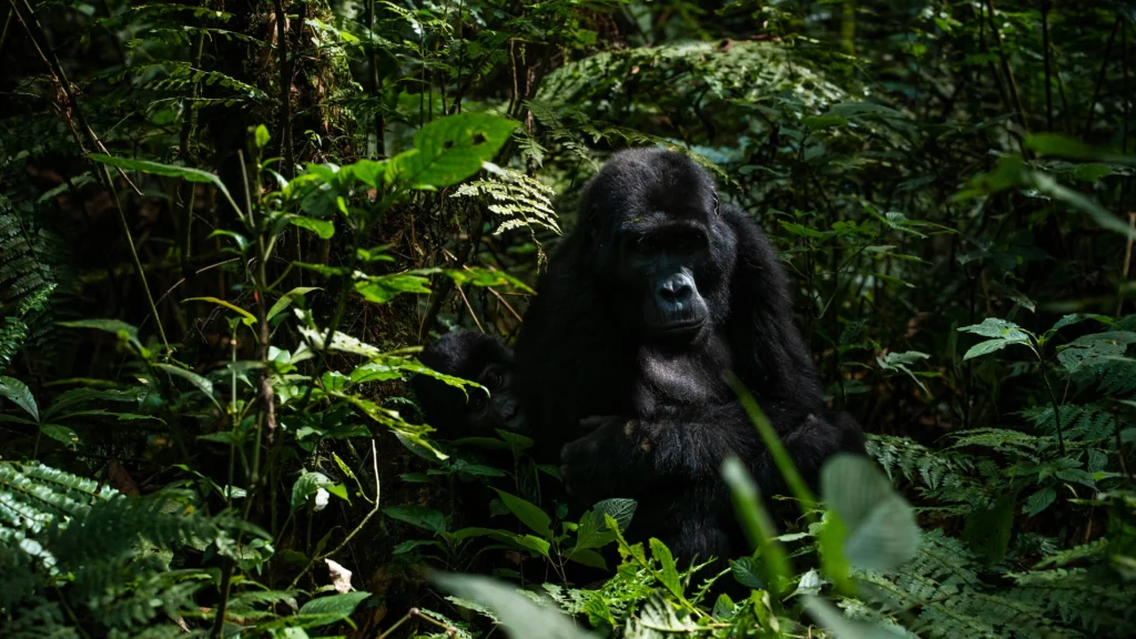 Private Rwanda Safaris offer travellers the freedom to explore the Land of a Thousand Hills through a personalised journey designed entirely around individual interests, preferred pace, accommodation style and travel dates