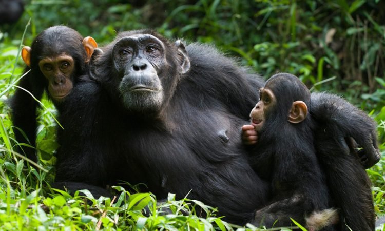 4 Days Rwanda Primates Family Safari is an immersive family wildlife journey designed around Rwanda's remarkable primates, the volcanic landscapes of Volcanoes National Park and meaningful experiences that parents and children can enjoy at a comfortable pace.