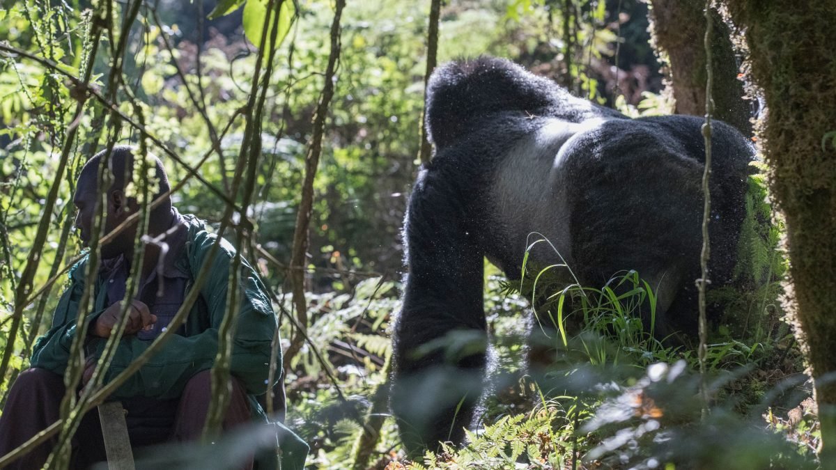 Accessible Luxury Gorilla Trekking Experience in Rwanda