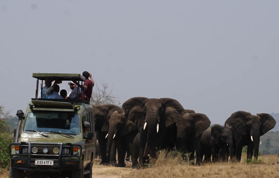 Akagera National Park Game Drive