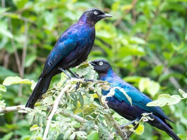 Birdwatching Safaris in Rwanda