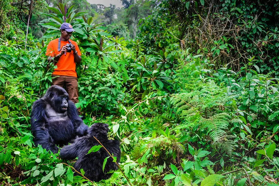 Chances of Seeing Gorillas in Uganda and Rwanda