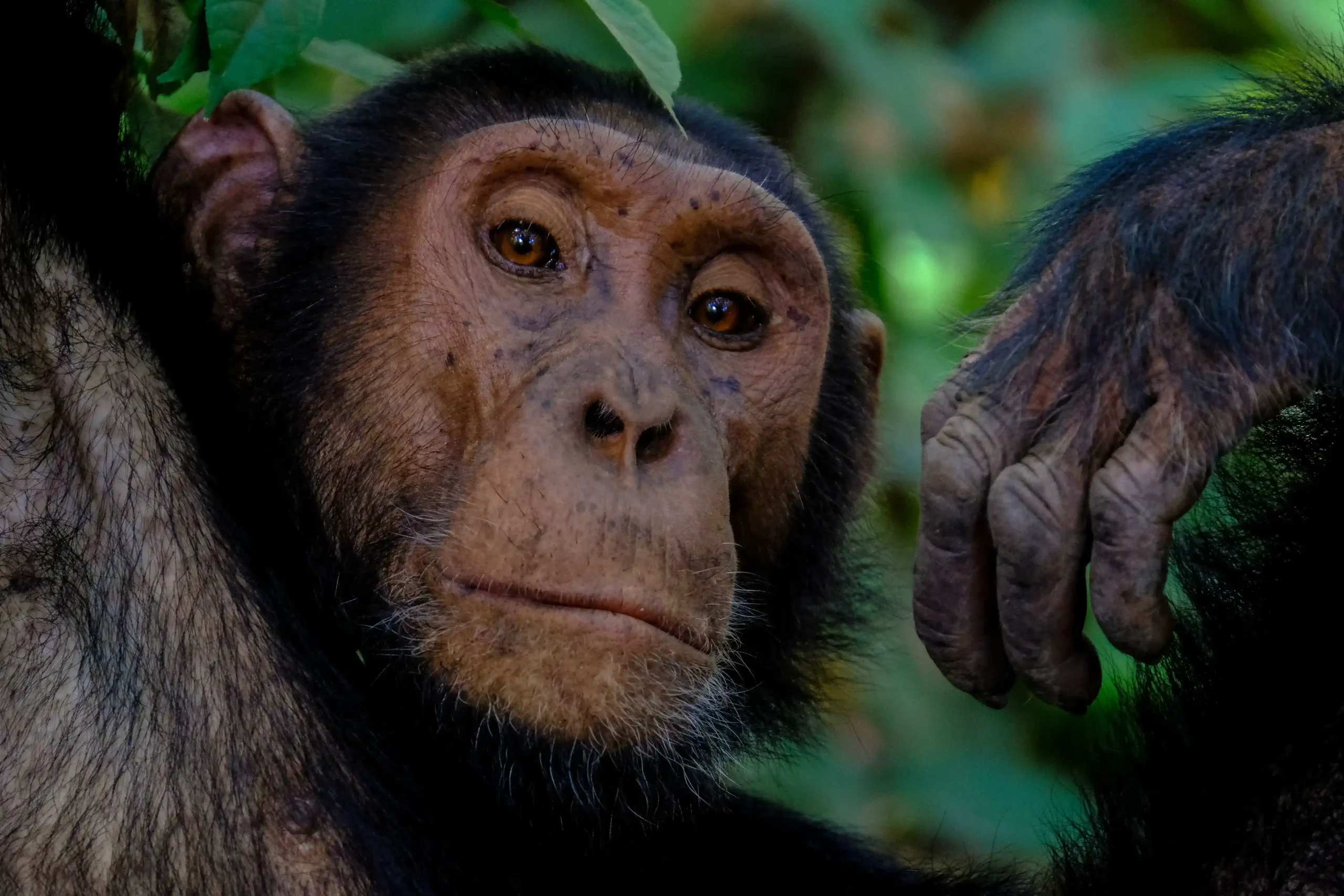 Chimpanzee Safari with NextGen Safaris