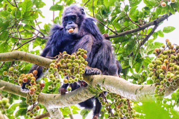 Chimpanzee Trekking in Nyungwe National Park Rwanda