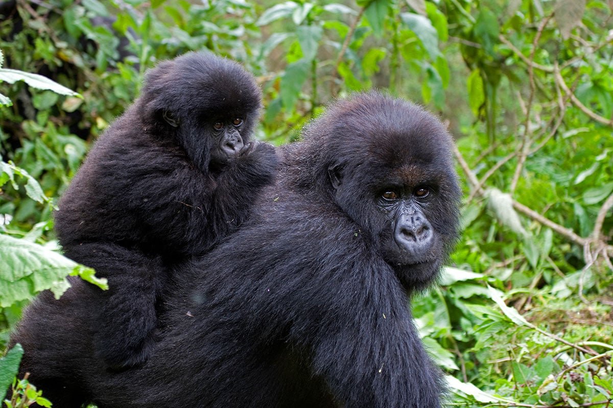 Gorilla Trekking in Rwanda