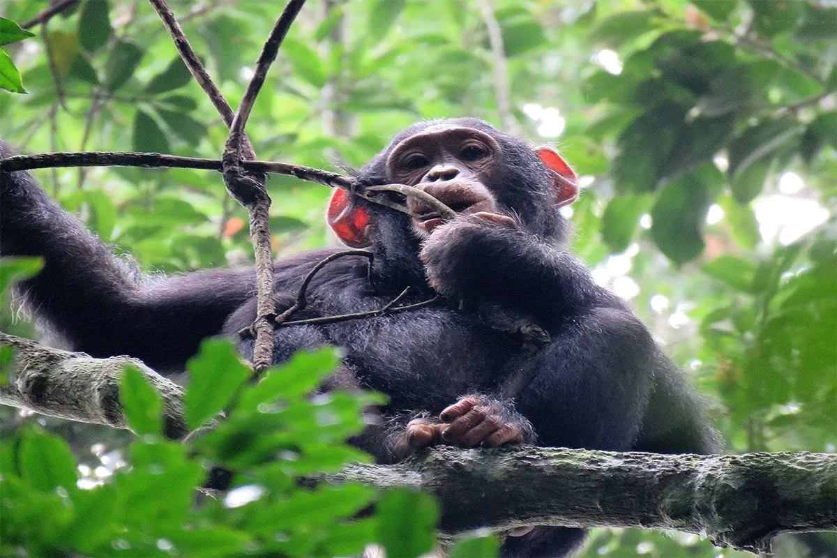 Kyambura Gorge Chimpanzee Trekking Safari