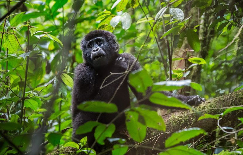 Last-Minute Luxury Gorilla Safaris
