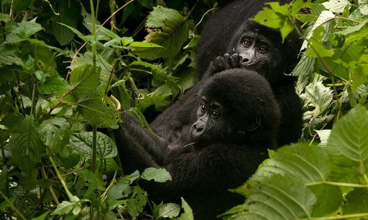 Rwanda Gorilla Trekking is one of Africa’s most extraordinary wildlife experiences, taking travellers deep into the misty mountain forests of Volcanoes National Park to encounter endangered mountain gorillas in their natural habitat