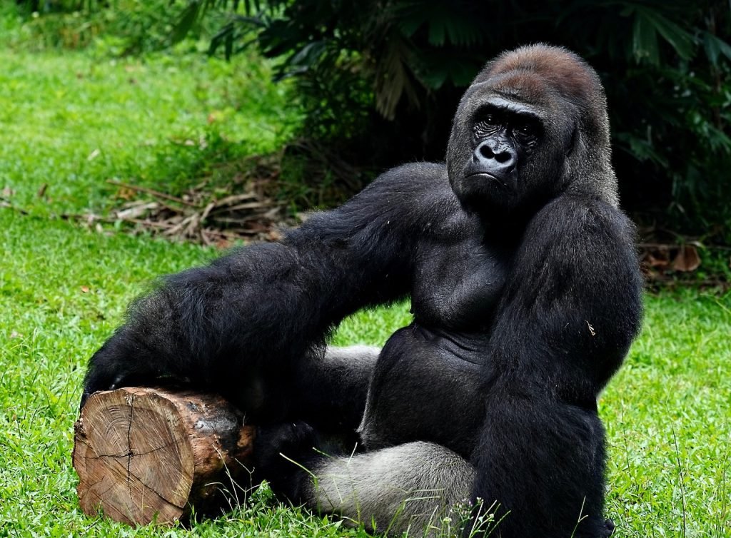 Luxury Rwanda Safaris
