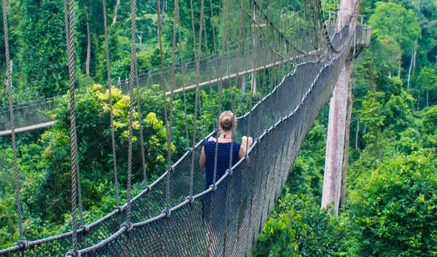 Nyungwe Canopy Walk Scenery