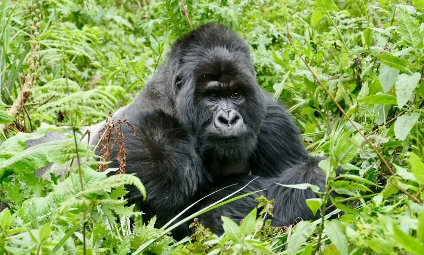 Tailor Made Luxury Gorilla Safaris
