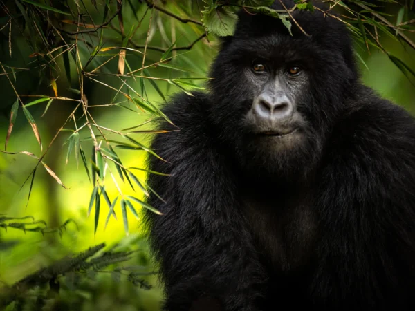 Tailor-Made Luxury Gorilla Safaris in Uganda and Rwanda