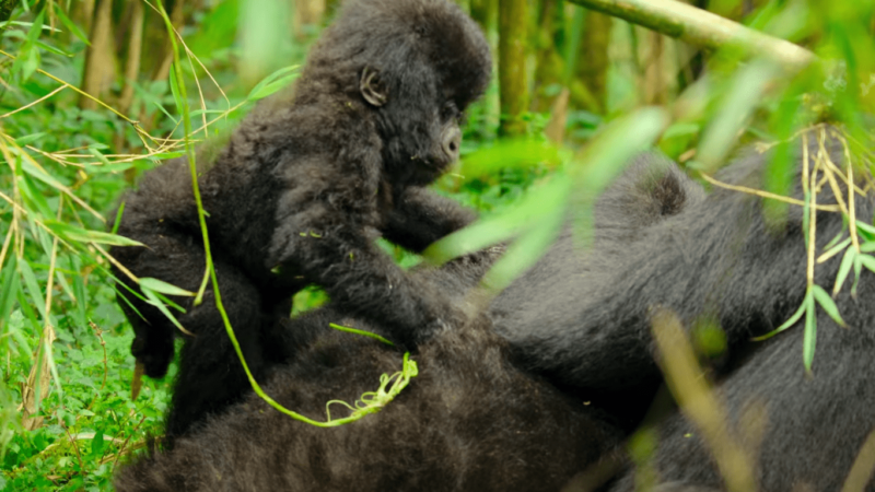 Tailor Made Luxury Gorilla Safari Experience