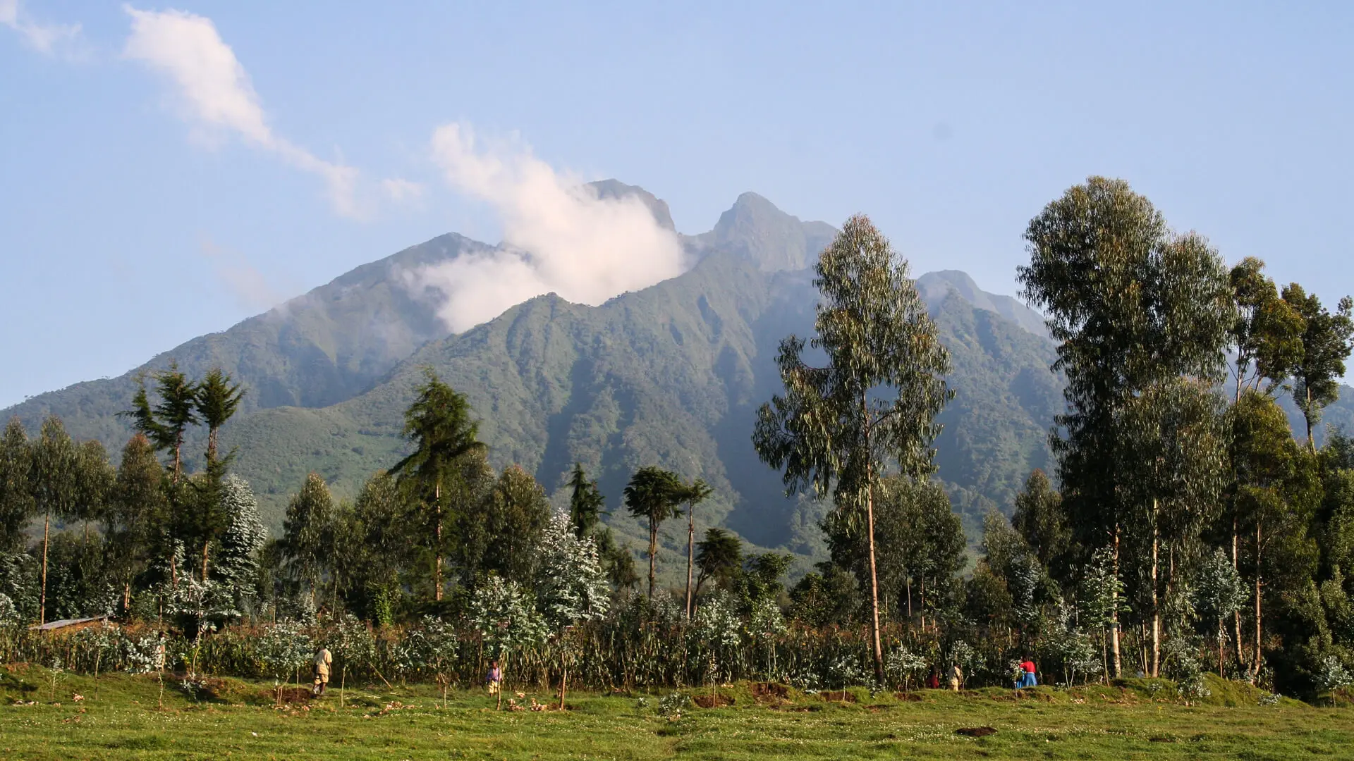 Rwanda Safari and Wildlife Experience