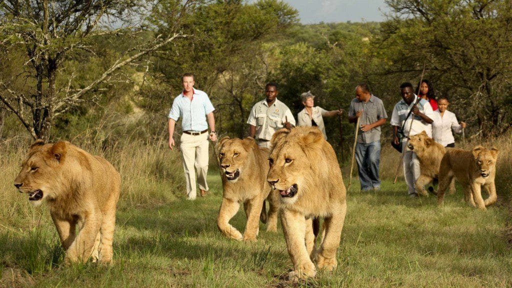 Akagera Wildlife Family Safari Rwanda is one of the best ways for parents and children to experience a traditional African wildlife safari while travelling in the Land of a Thousand Hills