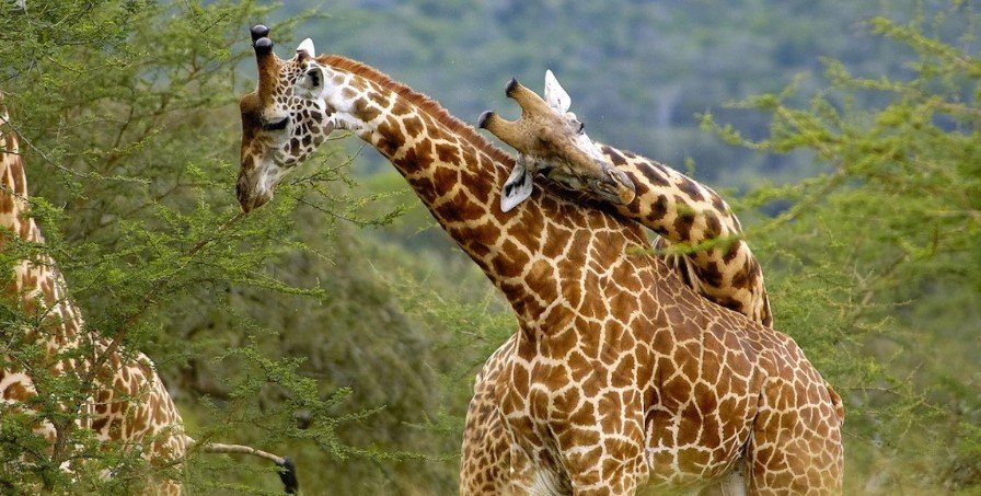 Affordable Rwanda Safari Adventure is the perfect way to explore Rwanda’s incredible wildlife, breathtaking landscapes and cultural experiences while maintaining a reasonable travel budget.