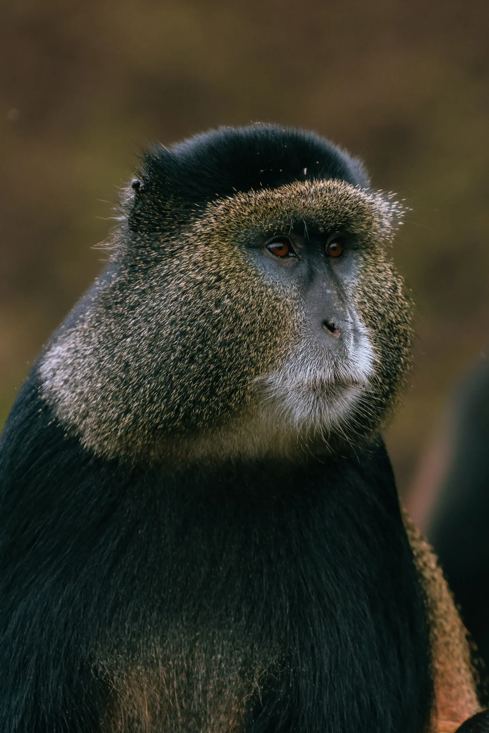 Chimpanzee in its natural habitat during an African primate safari experience